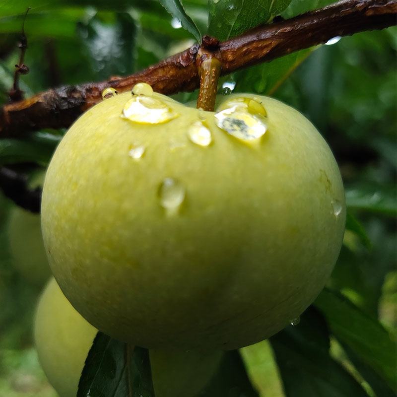 六马蜂糖李，八月瓜