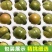 六马蜂糖李，八月瓜