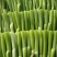 【精品】广东菜苔菜心，货源充足保证质量，欢迎来电采购