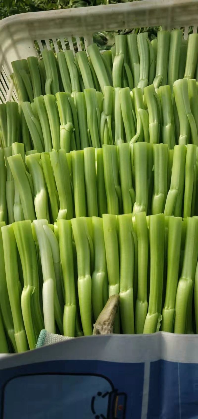 【精品】广东菜苔菜心，货源充足保证质量，欢迎来电采购