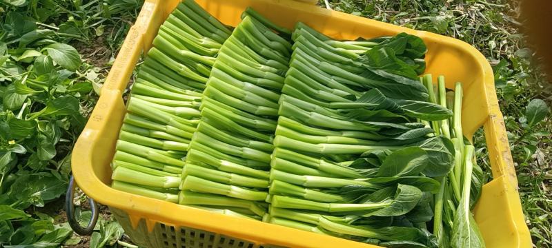 【精品】广东菜苔菜心，货源充足保证质量，欢迎来电采购
