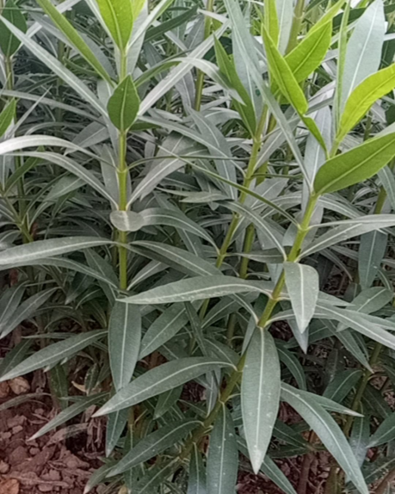 夹竹桃