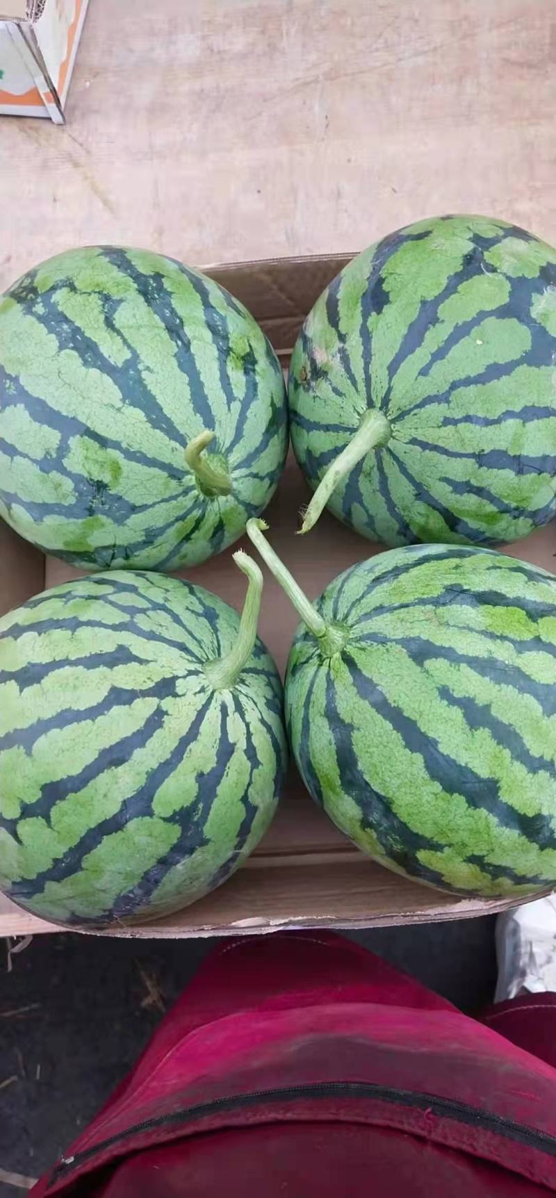 8424，美都，西瓜，五月一开始大量上市，有需要