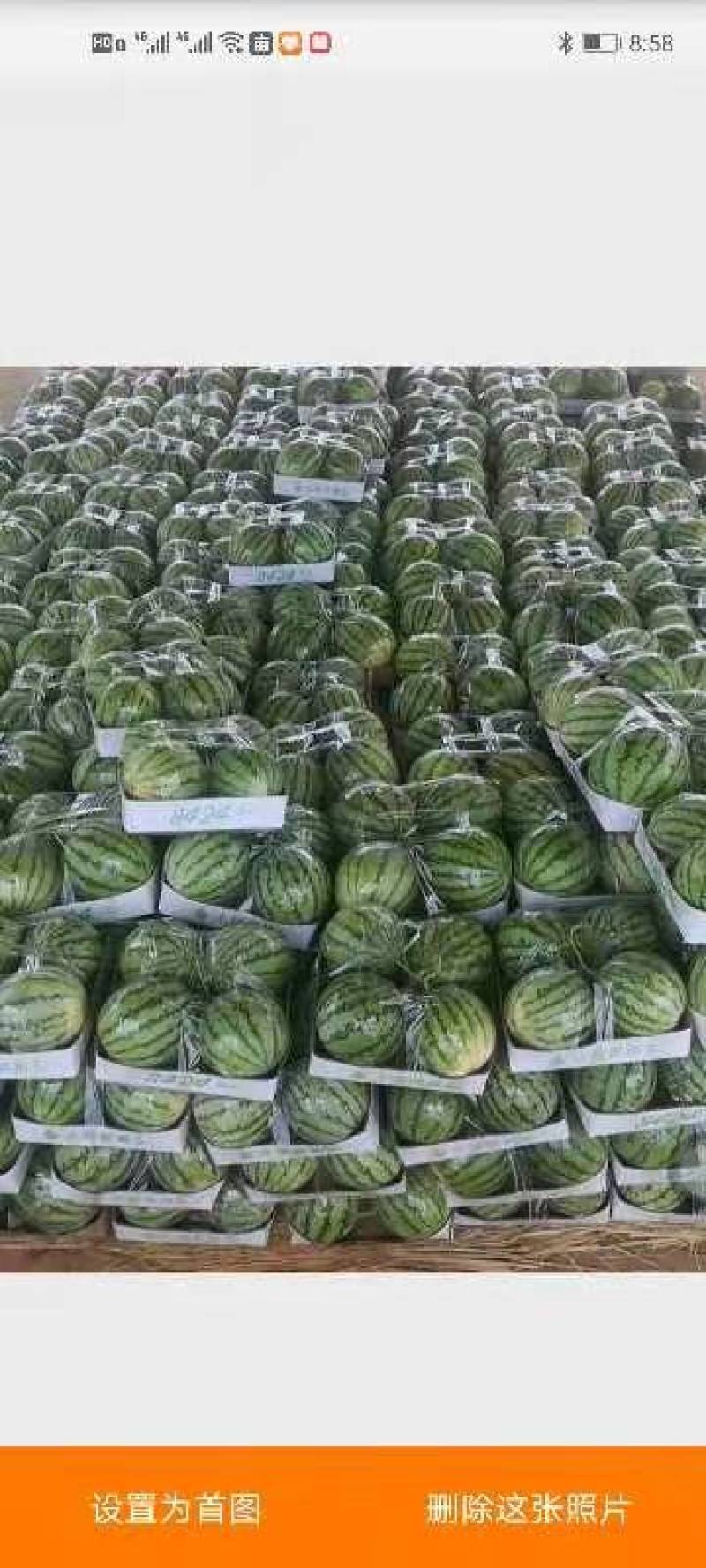 8424，美都，西瓜，五月一开始大量上市，有需要