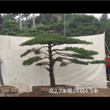 造型松