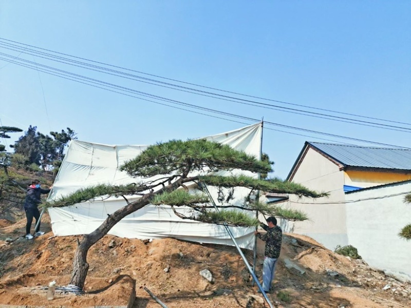 造型松