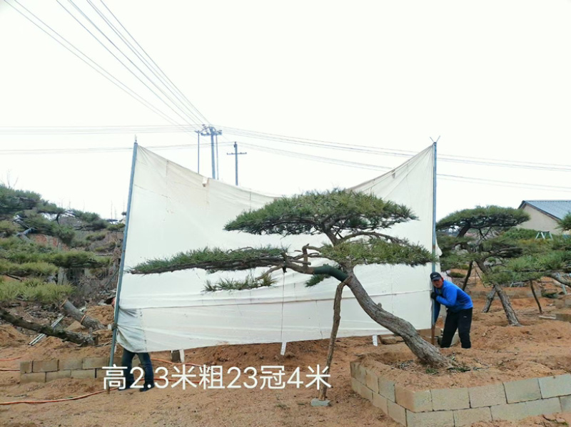 造型松