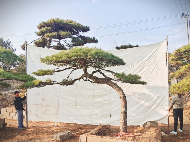 造型松