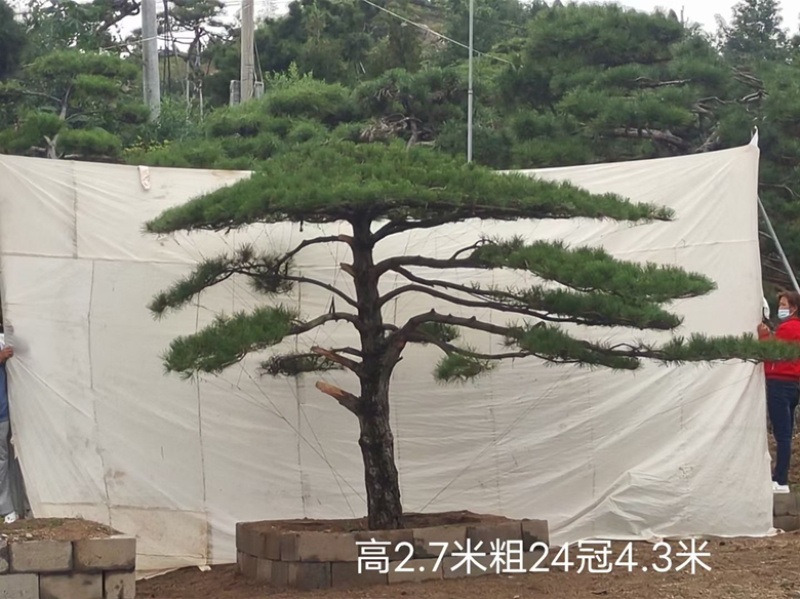 造型松