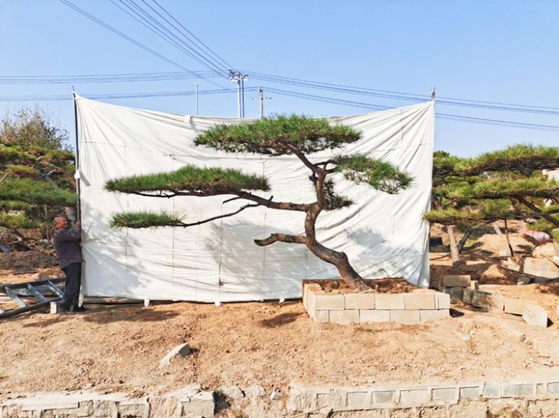造型松