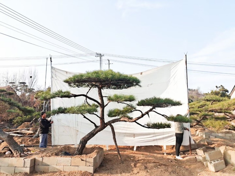造型松