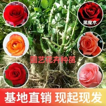 玫瑰老桩大花月季老桩基地直销质量保证适应绿化遵院种植