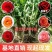 玫瑰老桩大花月季老桩基地直销质量保证适应绿化遵院种植