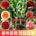 玫瑰老桩大花月季老桩基地直销质量保证适应绿化遵院种植