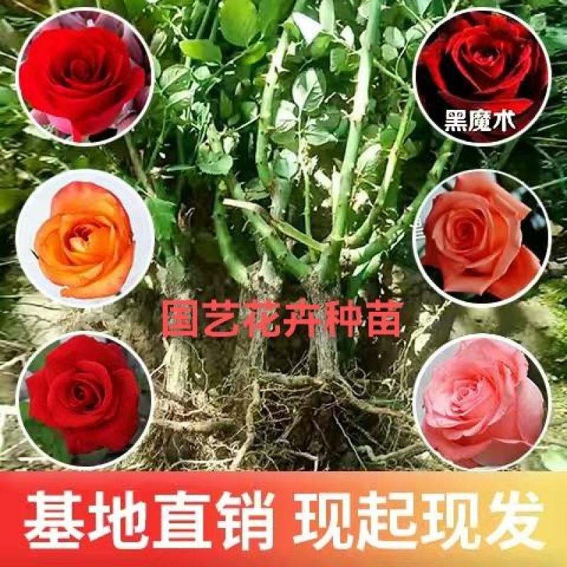 玫瑰老桩大花月季老桩基地直销质量保证适应绿化遵院种植