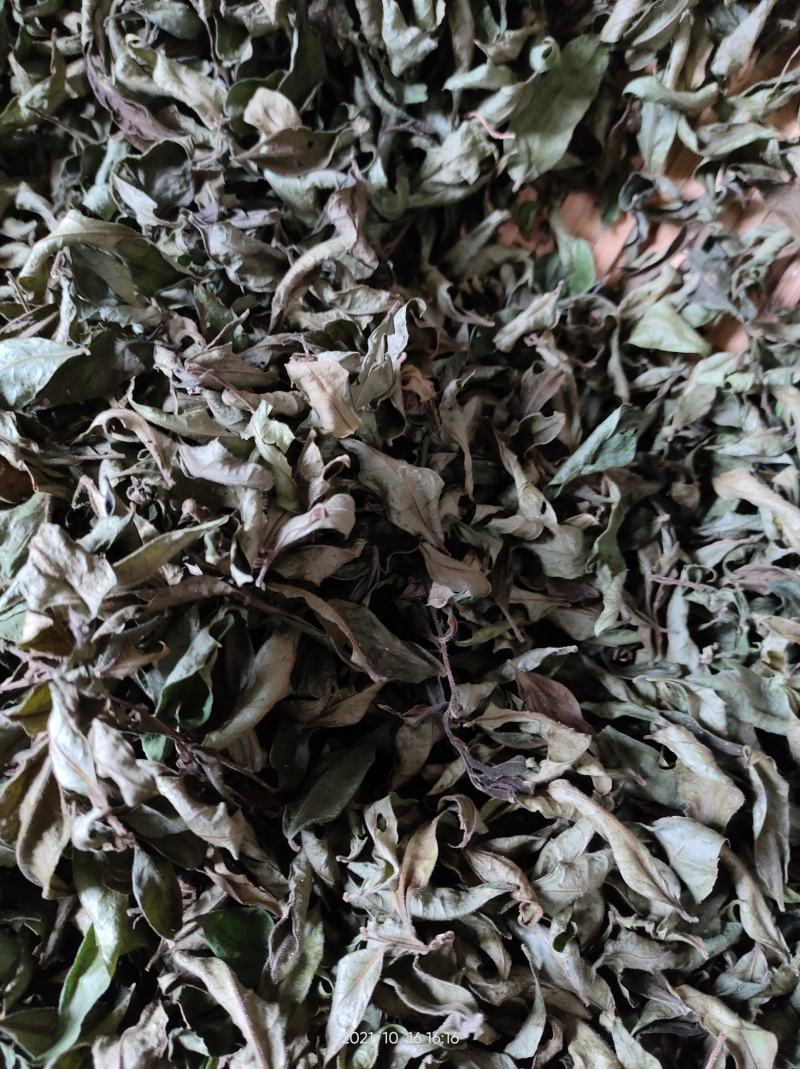 广西大山中草药材茶叶冬青毛冬青红果毛冬青山冬青叶子