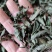 广西大山中草药材茶叶冬青毛冬青红果毛冬青山冬青叶子