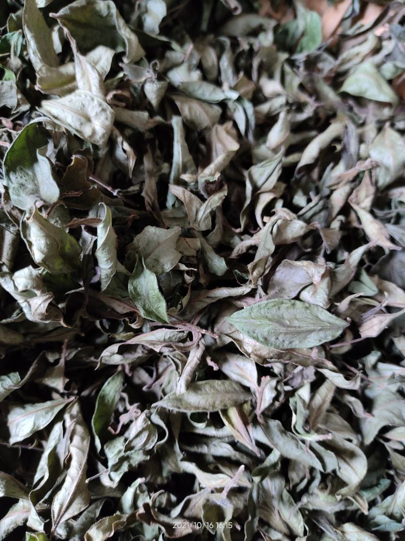 广西大山中草药材茶叶冬青毛冬青红果毛冬青山冬青叶子