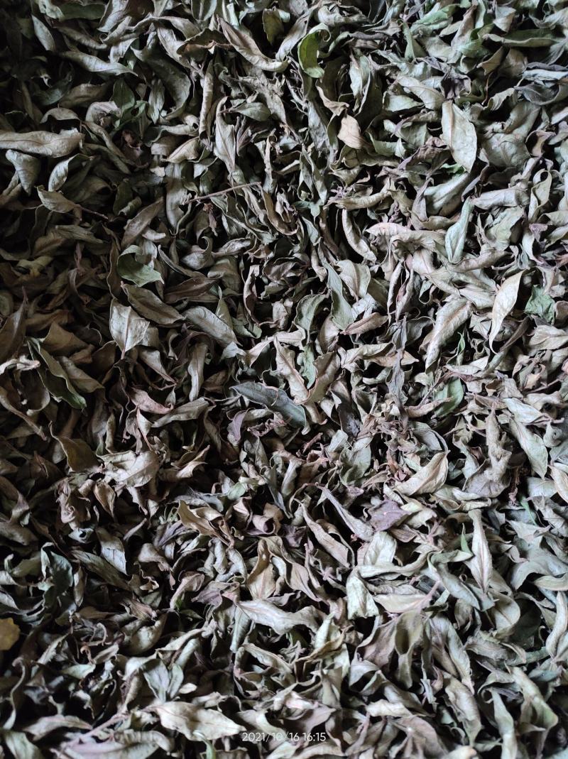 广西大山中草药材茶叶冬青毛冬青红果毛冬青山冬青叶子