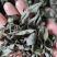 广西大山中草药材茶叶冬青毛冬青红果毛冬青山冬青叶子