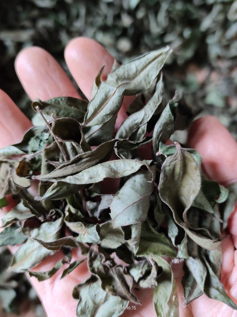 广西大山中草药材茶叶冬青毛冬青红果毛冬青山冬青叶子