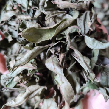 广西大山中草药材茶叶冬青毛冬青红果毛冬青山冬青叶子