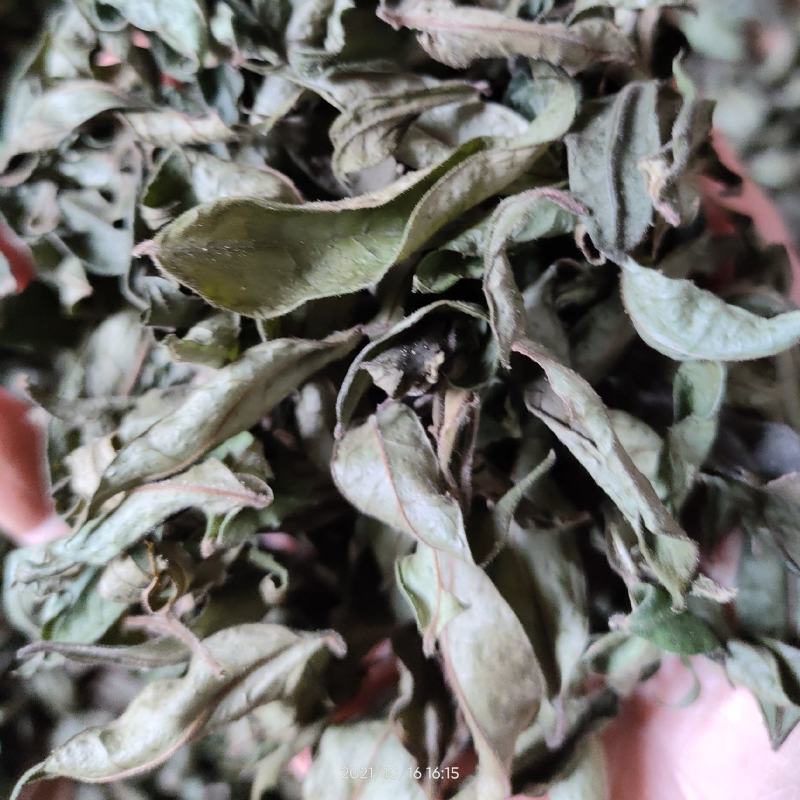 广西大山中草药材茶叶冬青毛冬青红果毛冬青山冬青叶子