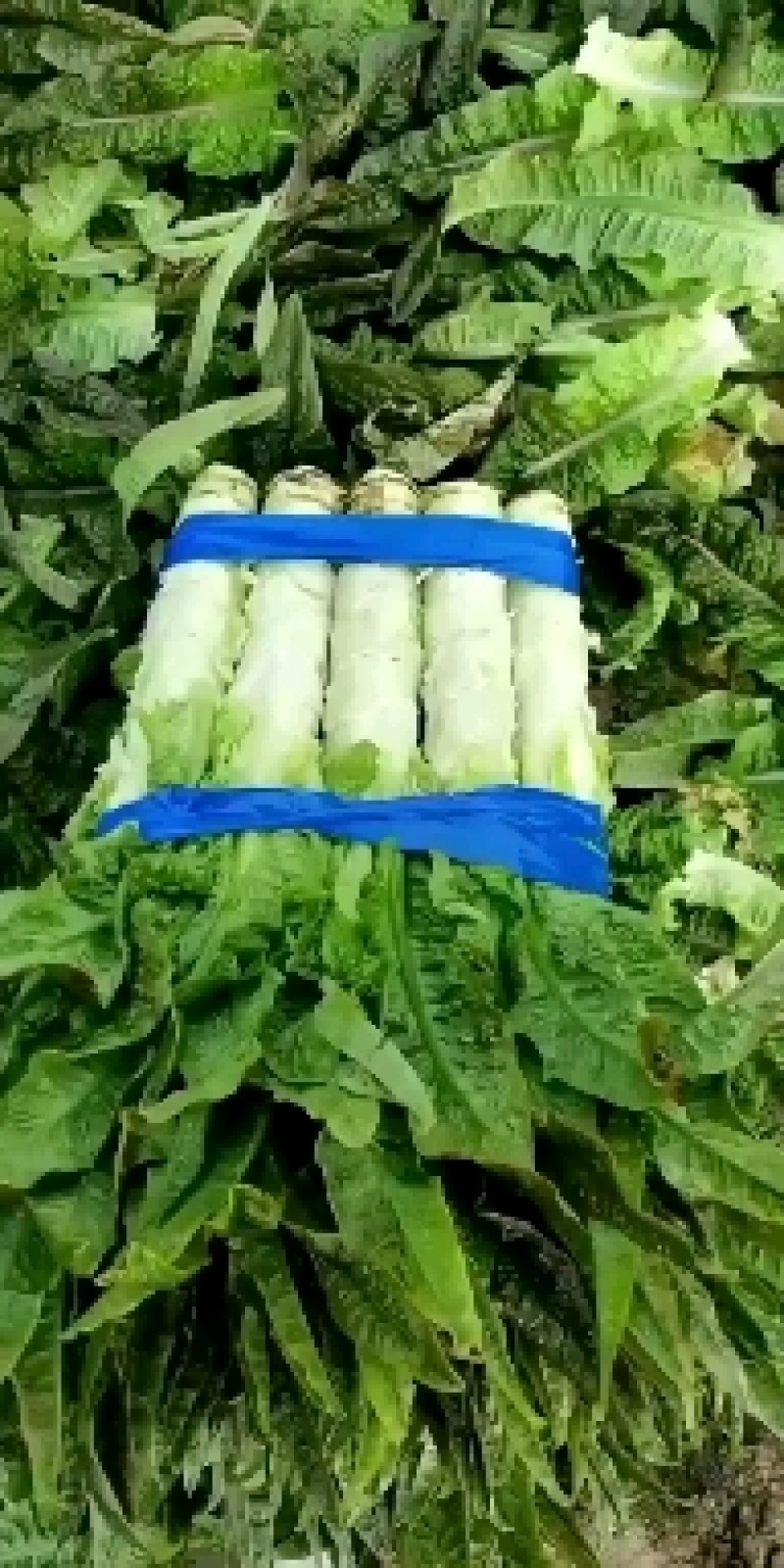 不同品质的