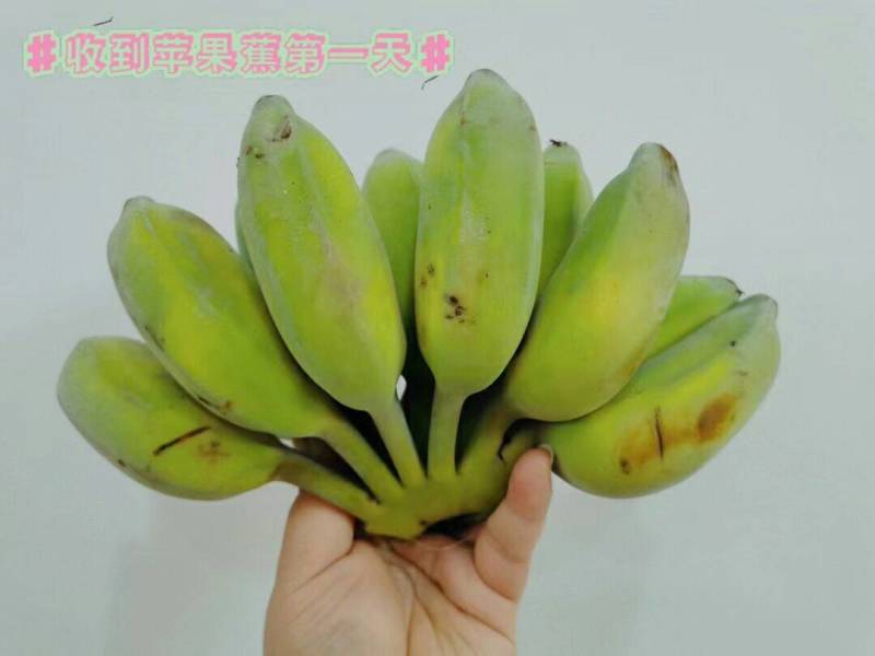 苹果蕉现摘现发，青果发货熟透皮薄如纸白胖白胖果肉