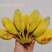 苹果蕉现摘现发，青果发货熟透皮薄如纸白胖白胖果肉