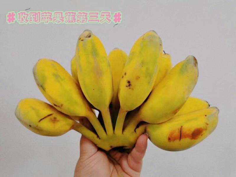 苹果蕉现摘现发，青果发货熟透皮薄如纸白胖白胖果肉