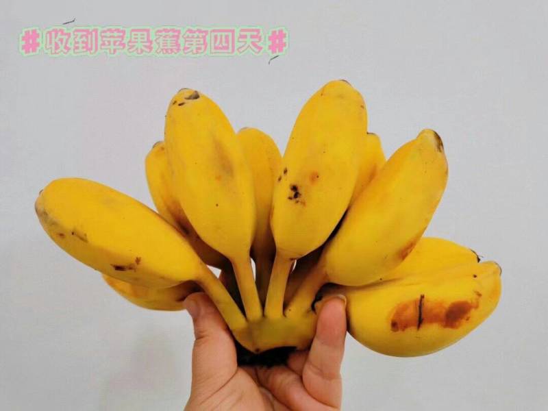苹果蕉现摘现发，青果发货熟透皮薄如纸白胖白胖果肉
