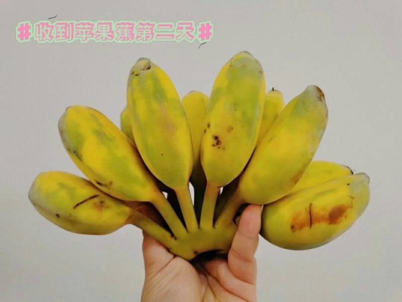 苹果蕉现摘现发，青果发货熟透皮薄如纸白胖白胖果肉