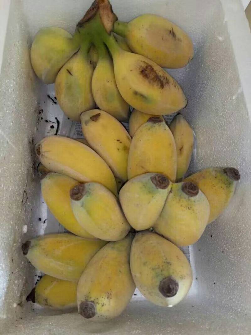 苹果蕉现摘现发，青果发货熟透皮薄如纸白胖白胖果肉