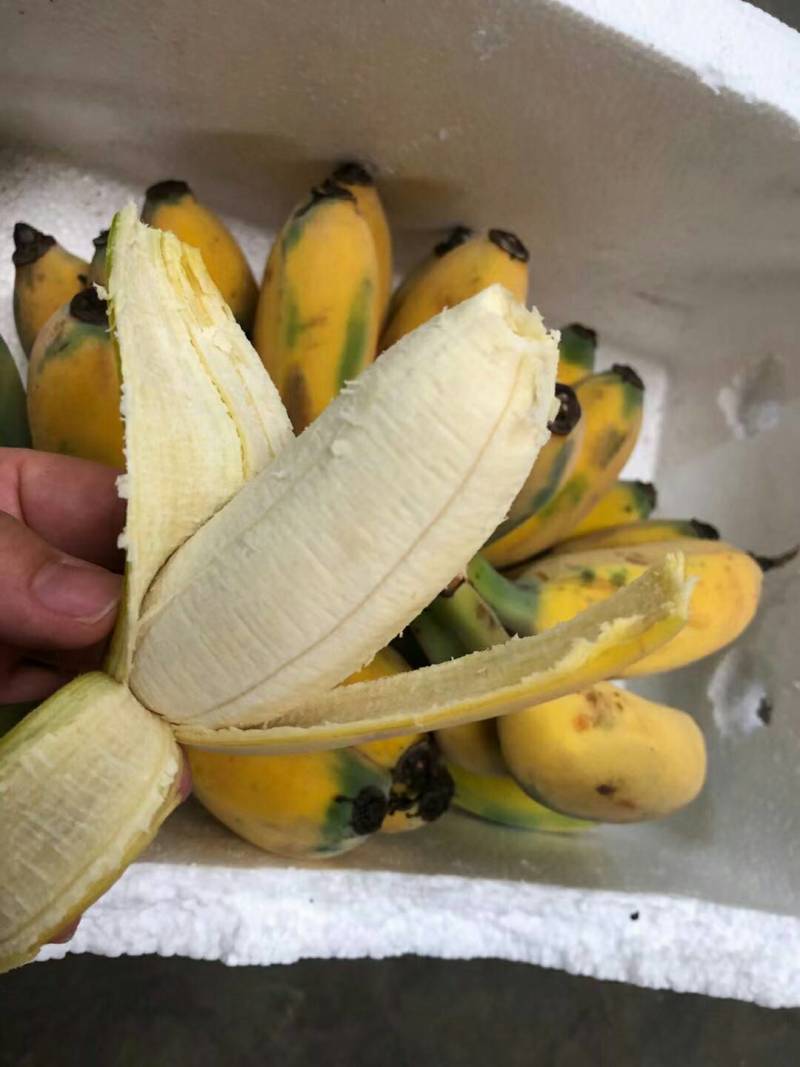 苹果蕉现摘现发，青果发货熟透皮薄如纸白胖白胖果肉
