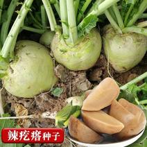 光面芥菜种子特大辣疙瘩种籽芥菜种籽四季辣菜秋季蔬菜种子