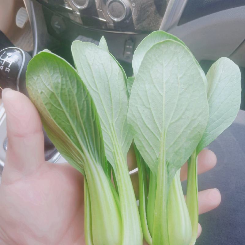 【精选】曹县优质上海青，产地直销上海青，现发，基地直发
