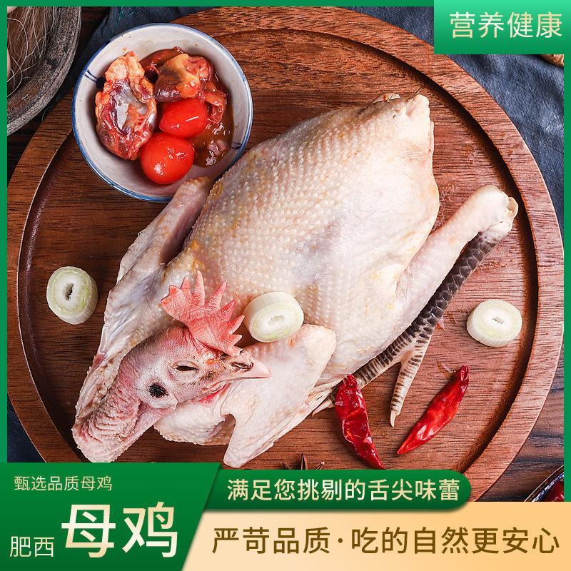 农家正宗2年老母鸡散养土鸡柴鸡草鸡月子鸡笨鸡【净重2.5