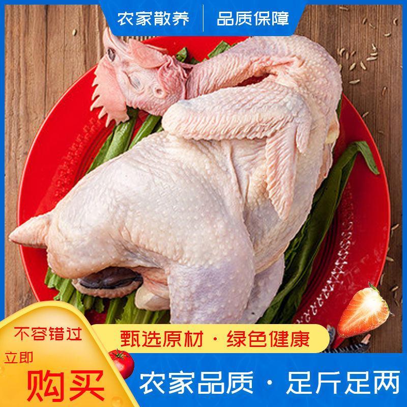 农家正宗2年老母鸡散养土鸡柴鸡草鸡月子鸡笨鸡【净重2.5