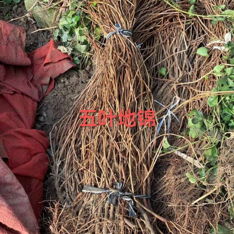爬山虎凌宵紫藤油麻藤供应