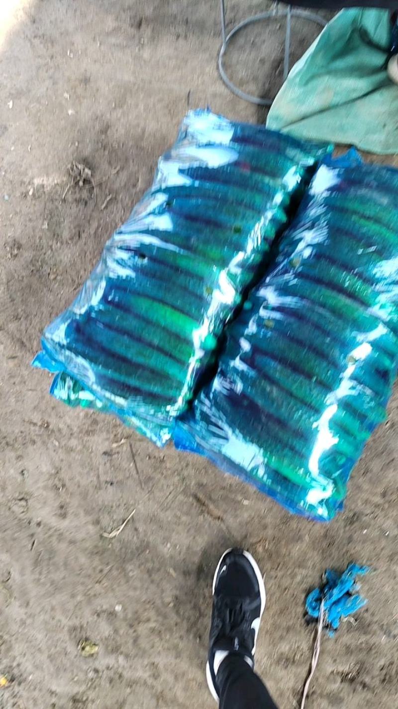 万亩精品黄瓜基地，超市，市场，食堂产地直发现摘现发