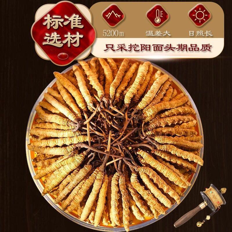 2021正宗冬虫夏草野生冬虫草虫草王滋补甘孜非那曲虫草精