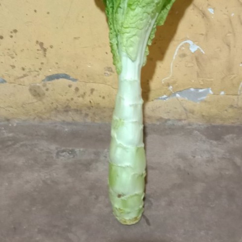大量出售竹筒青二青莴笋质量好价格价低，货源充足，随时都有