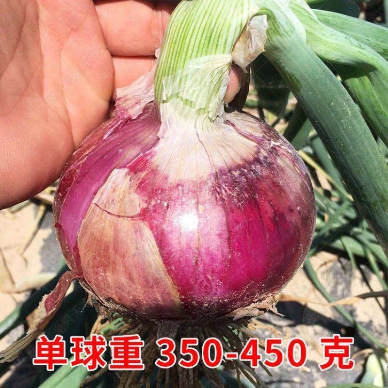红皮洋葱种籽种子苗特大紫皮黄皮高产洋葱圆葱早熟四季蔬菜种