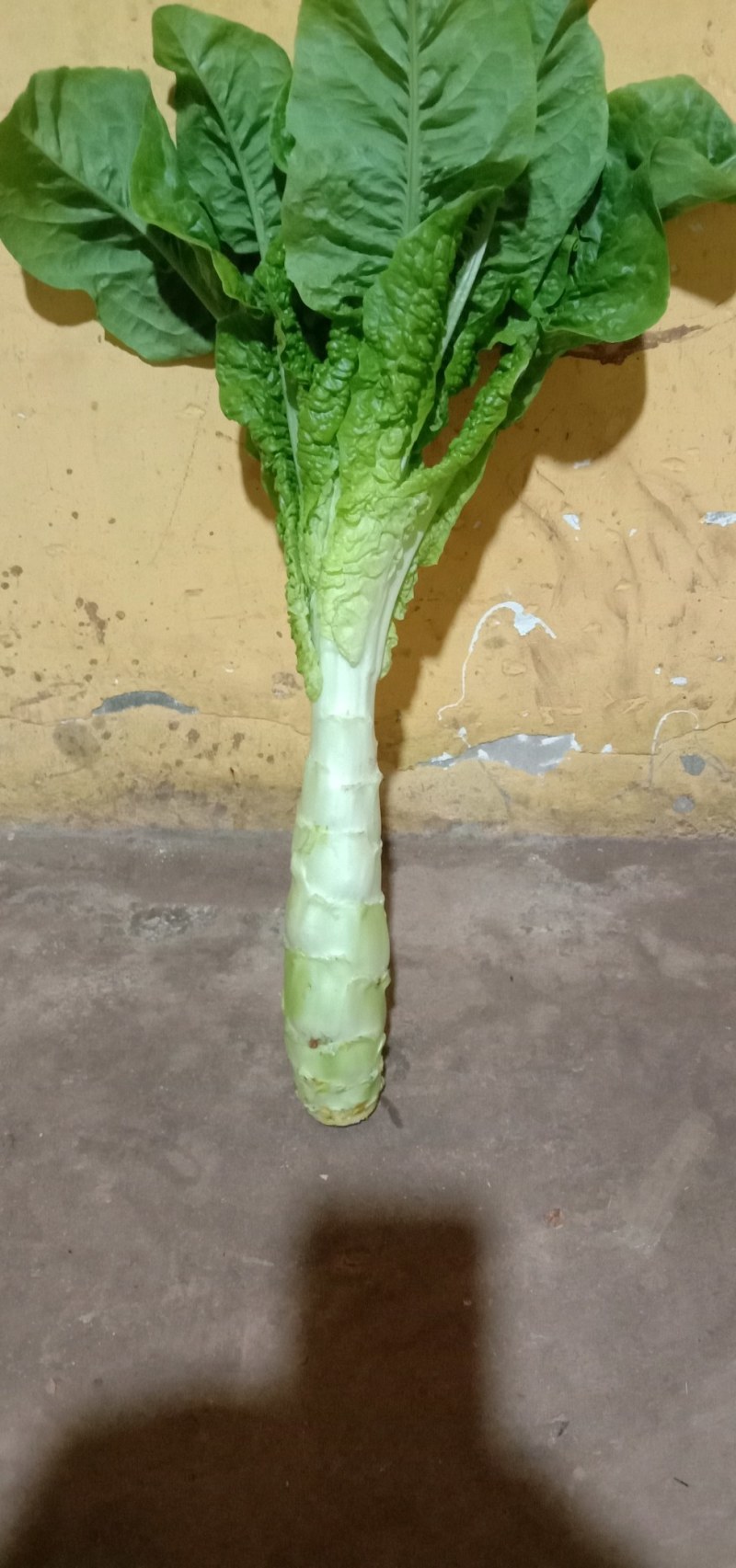 大量出售竹筒青二青莴笋质量好价格价低，货源充足，随时都有