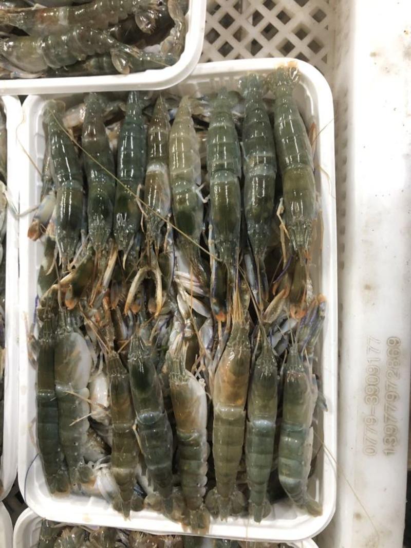 （热销）小龙虾也叫海龙虾，活鲜上岸速冻索鲜一手货，团购