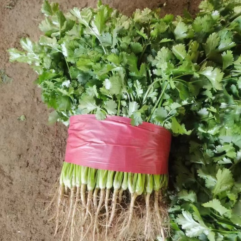 【荐】精品泰安大叶香菜，一手货源，产地直发，欢迎来电咨询