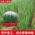 香葱种子四季小香葱种子四季可播阳台盆栽农家田园易活蔬菜种
