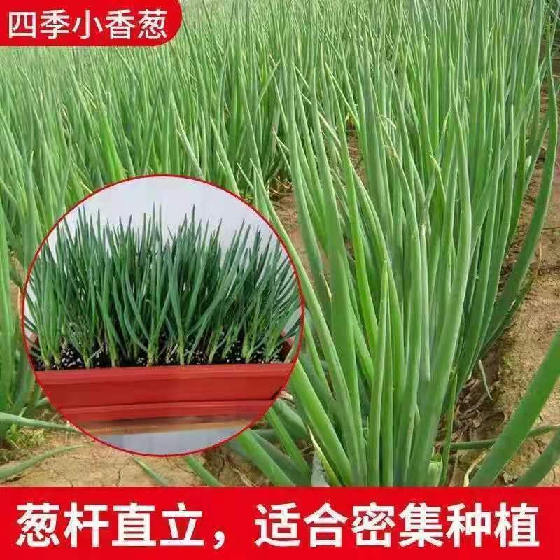 香葱种子四季小香葱种子四季可播阳台盆栽农家田园易活蔬菜种