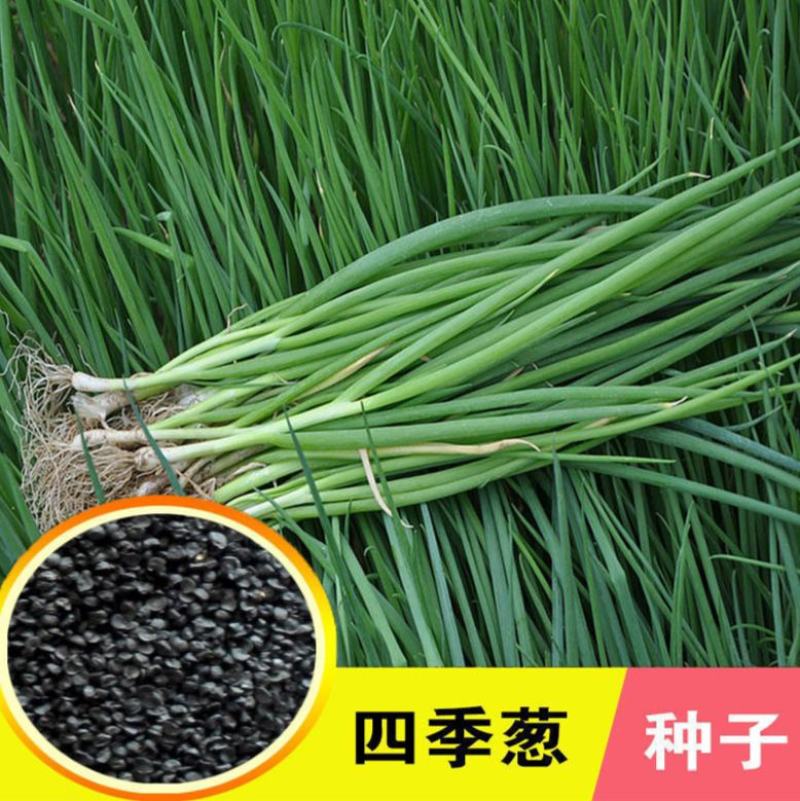 香葱种子四季小香葱种子四季可播阳台盆栽农家田园易活蔬菜种
